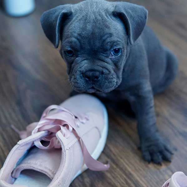Bulldog Francés Blue