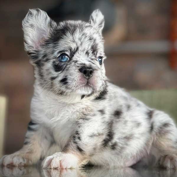 Bulldog Frances Fluffy