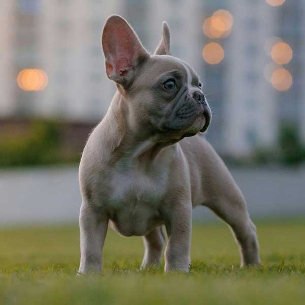 Bulldog Francés Isabella