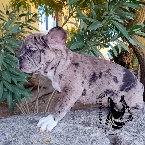 Bulldog Frances Merle