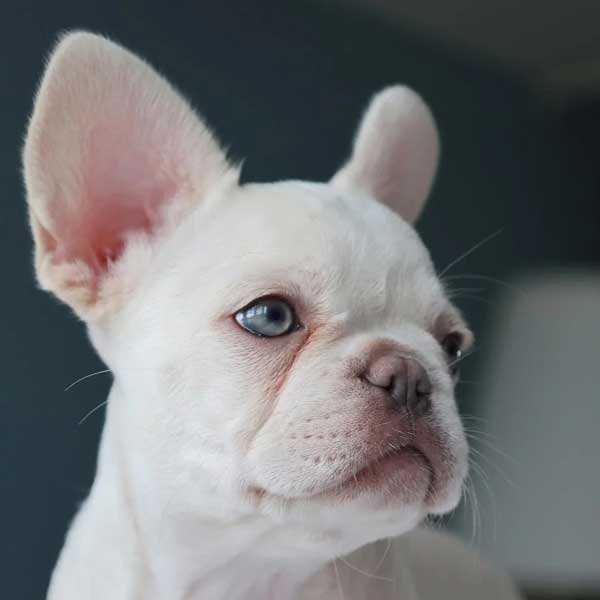 Bulldog Frances Platinum